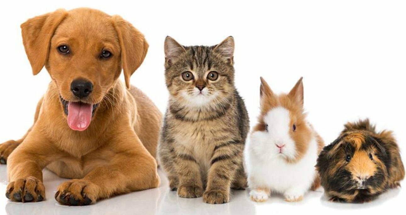 Marques animalières : comment séduire les maîtres et leurs compagnons à 4 pattes ?