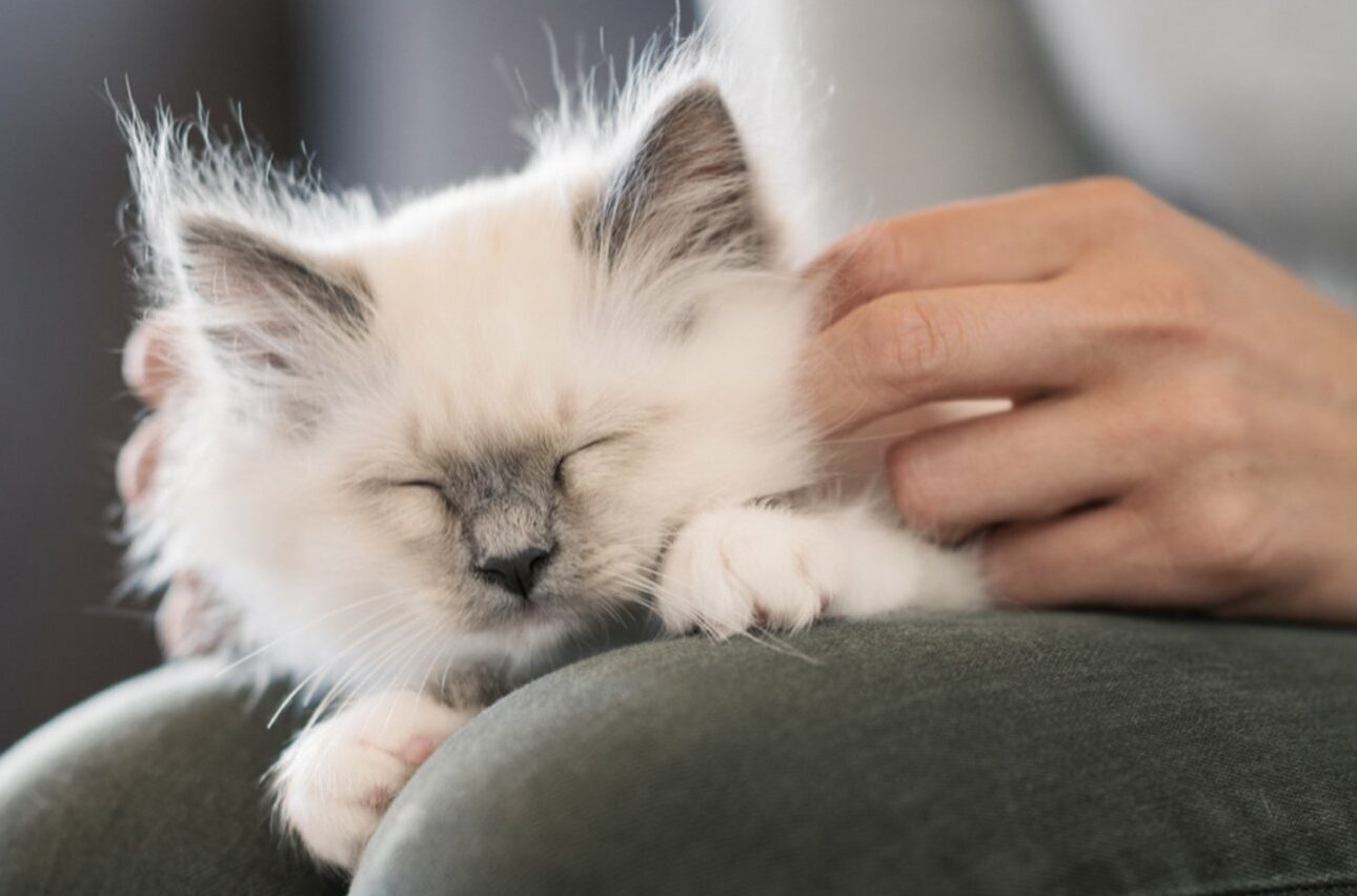 Le marché des animaux de compagnie en 2021 : rétrospective