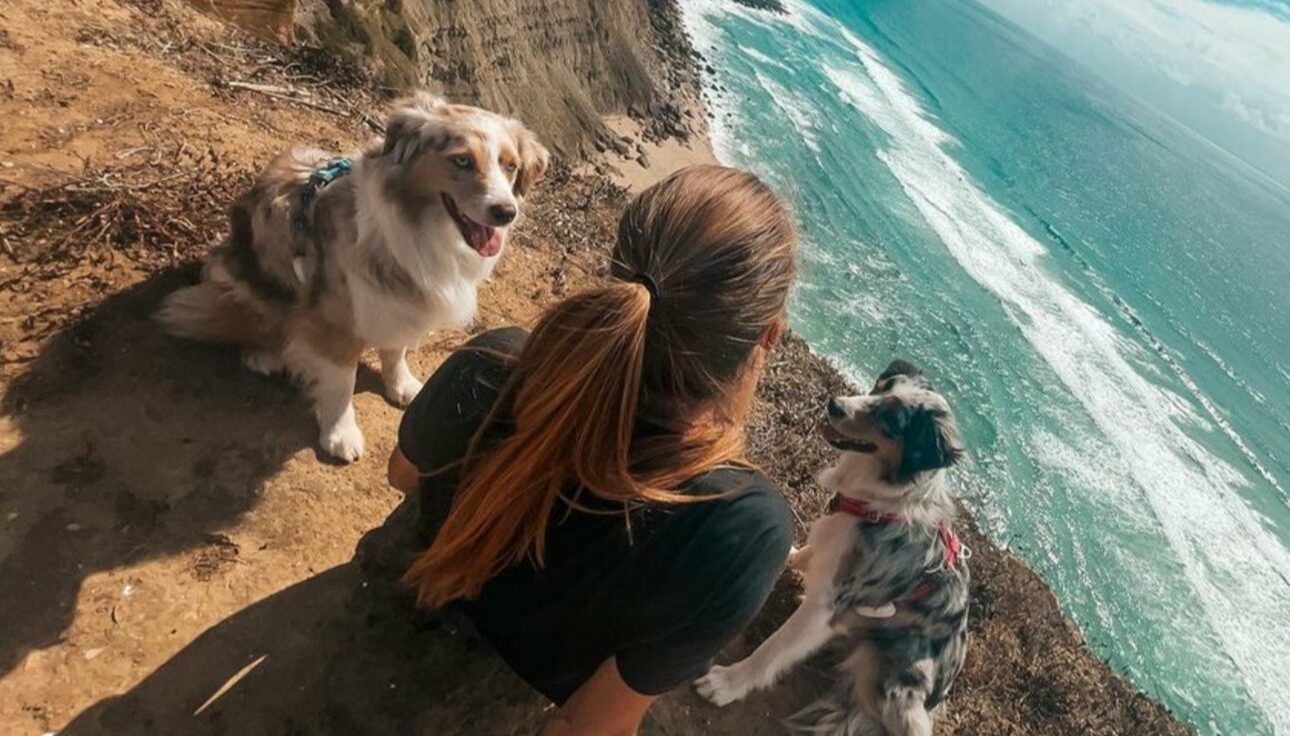 Animaux stars des réseaux sociaux : 7 comptes que l’on aime forcément suivre