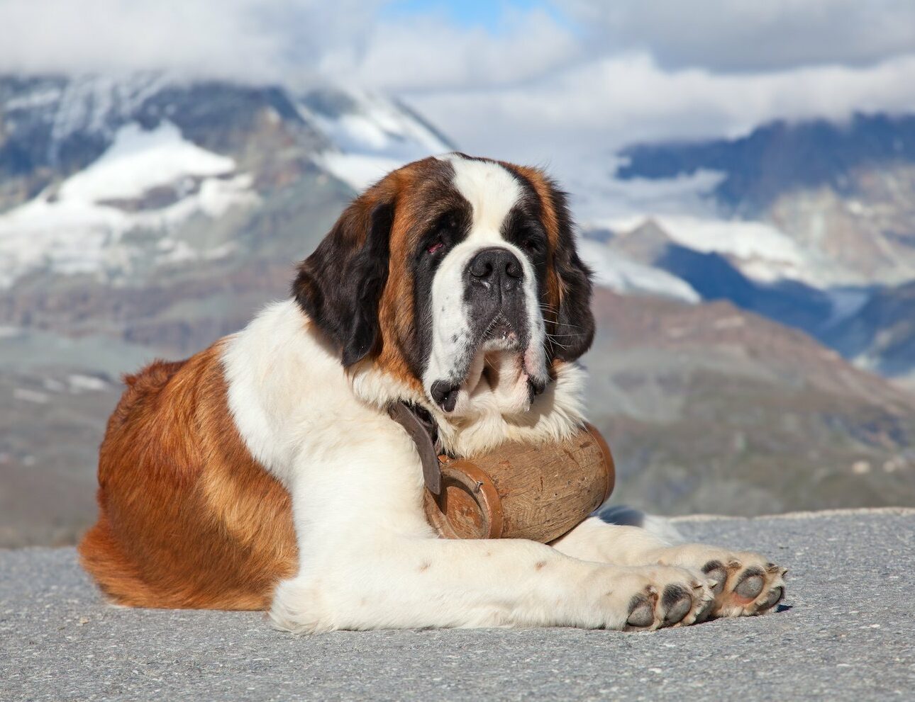 Animaux célèbres : 27 chats et chiens qui ont marqué l’histoire et les mémoires