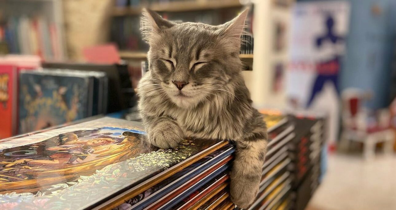 Mon Chat Pitre : havre de paix pour les chats et les lecteurs