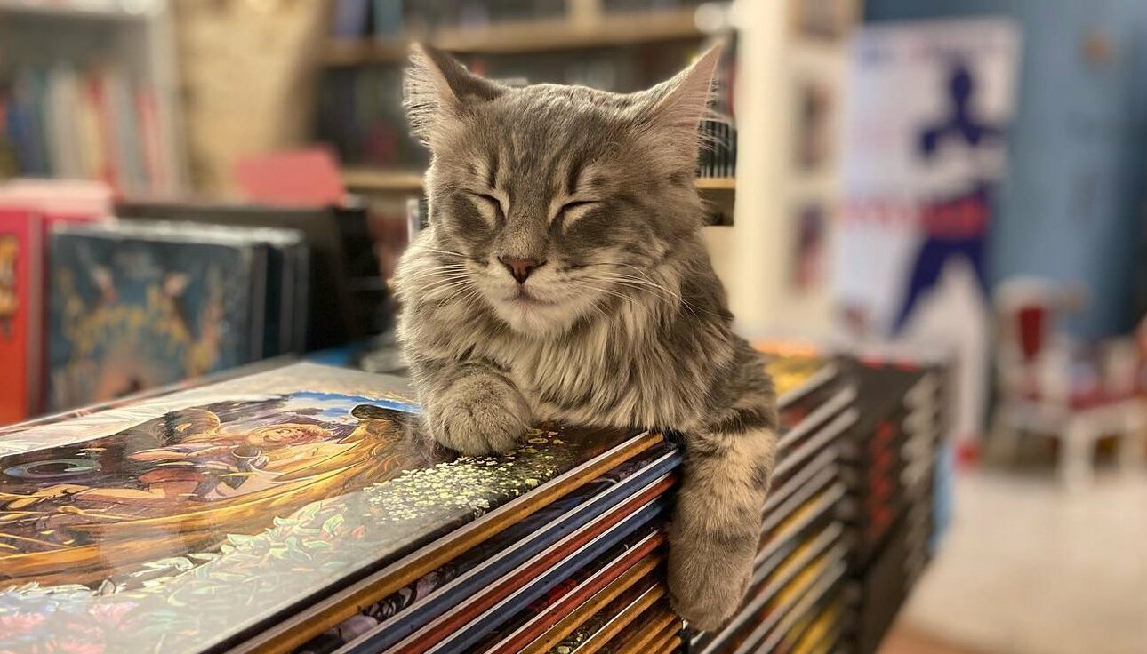 Mon Chat Pitre : havre de paix pour les chats et les lecteurs