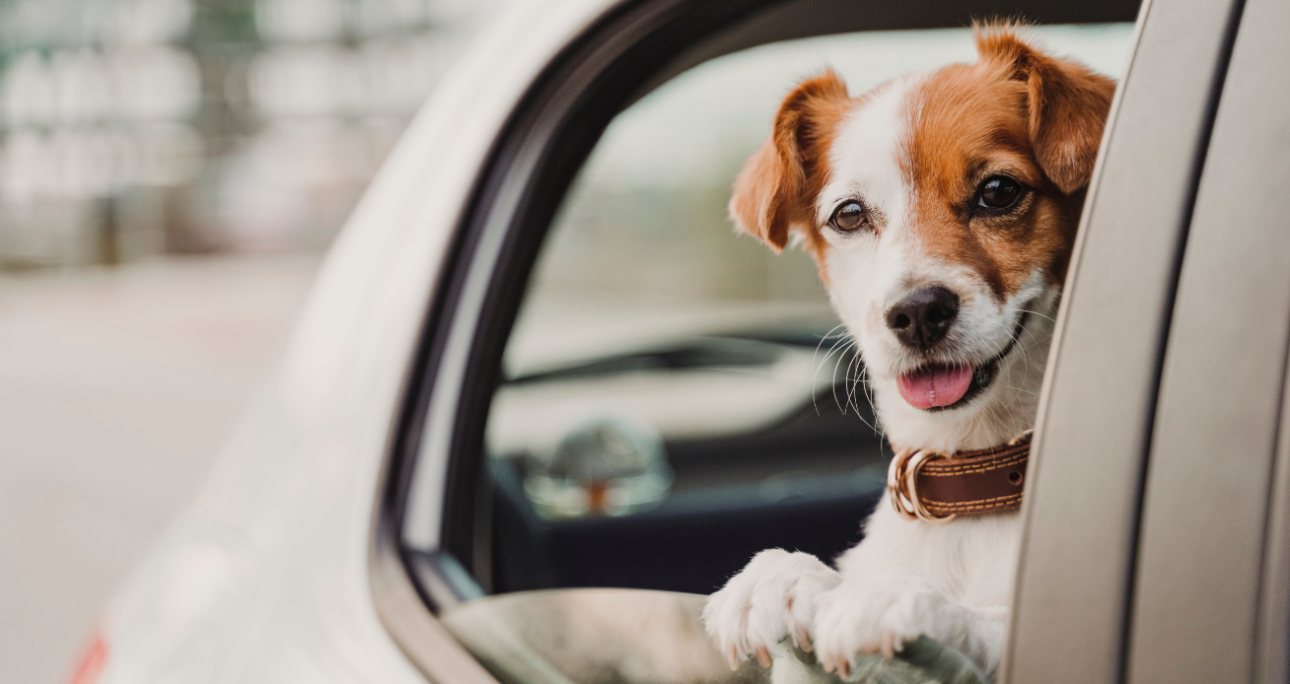 Où partir en vacances avec son chien ? 20 places to be petfriendly