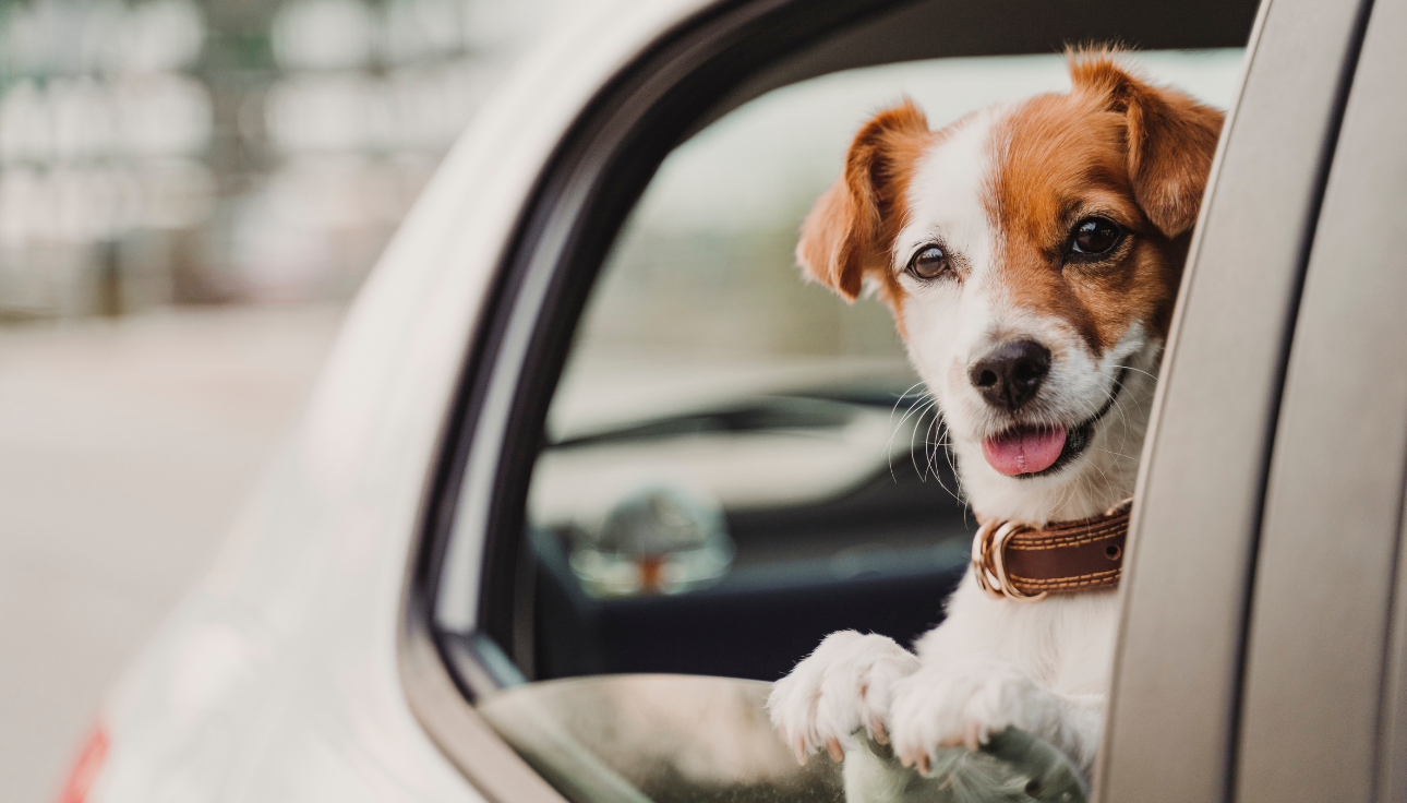 Où partir en vacances avec son chien ? 20 places to be petfriendly