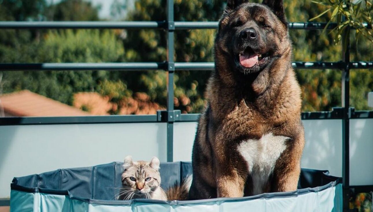 Alerte canicule : 23 astuces pour rafraîchir son chien, son chat ou son NAC