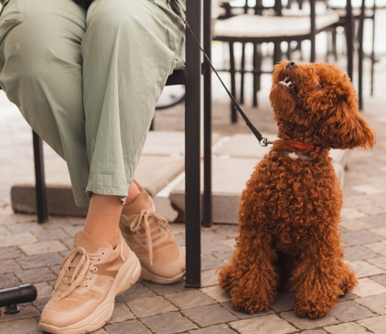 Location avec animaux acceptés : comment bien la choisir ?