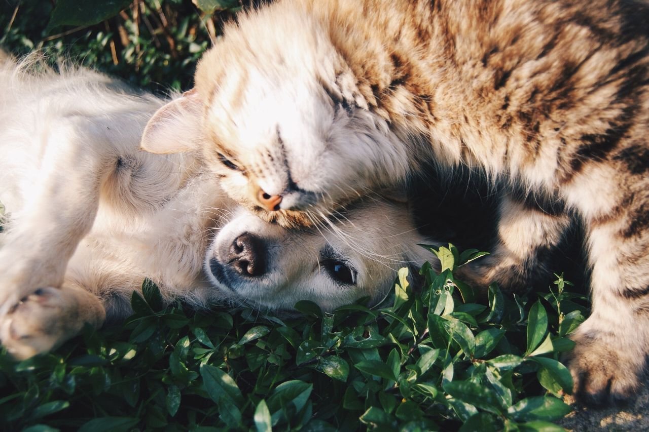 Cohabitation chien et chat : interview d’une comportementaliste spécialiste du chat