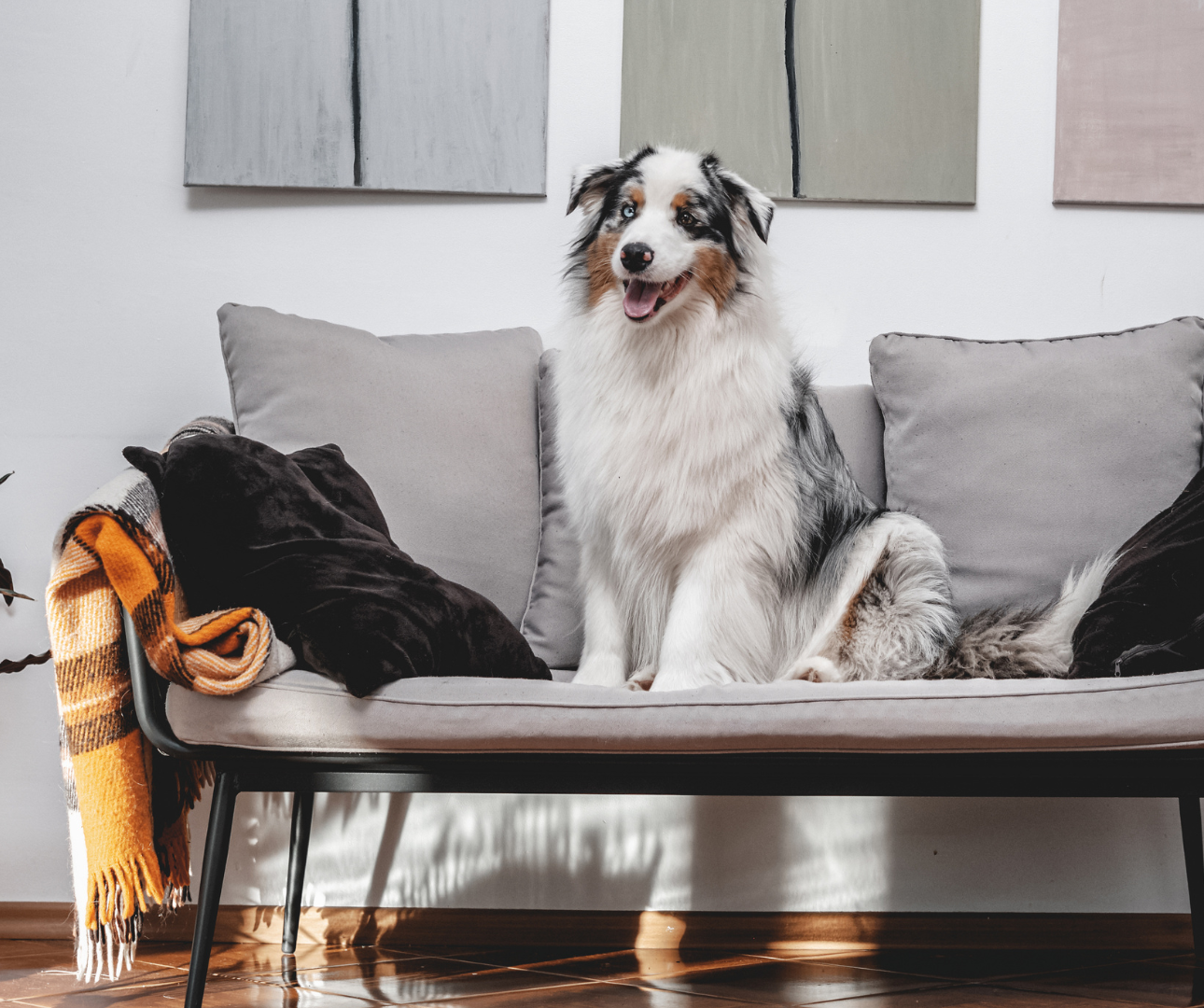 Marque de luxe pour animaux : la rencontre entre qualité, style et glamour