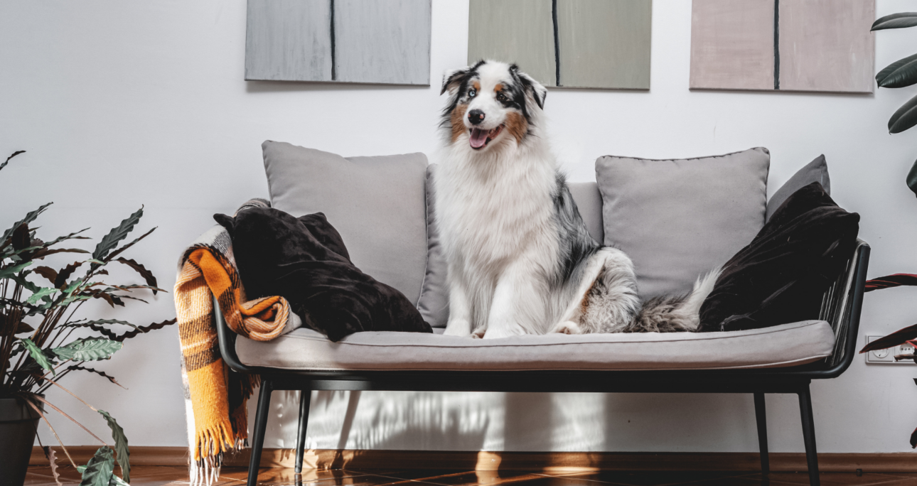 Marque de luxe pour animaux : la rencontre entre qualité, style et glamour