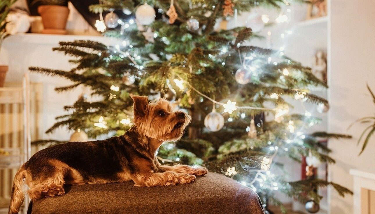 9 cadeaux pour faire plaisir à votre animal de compagnie lors des fêtes de fin d’année
