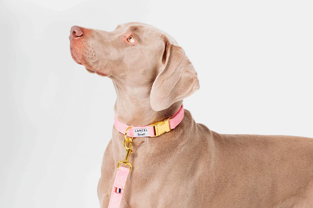 Publicité pour chien : comment faire de votre chien l’égérie des marques ?