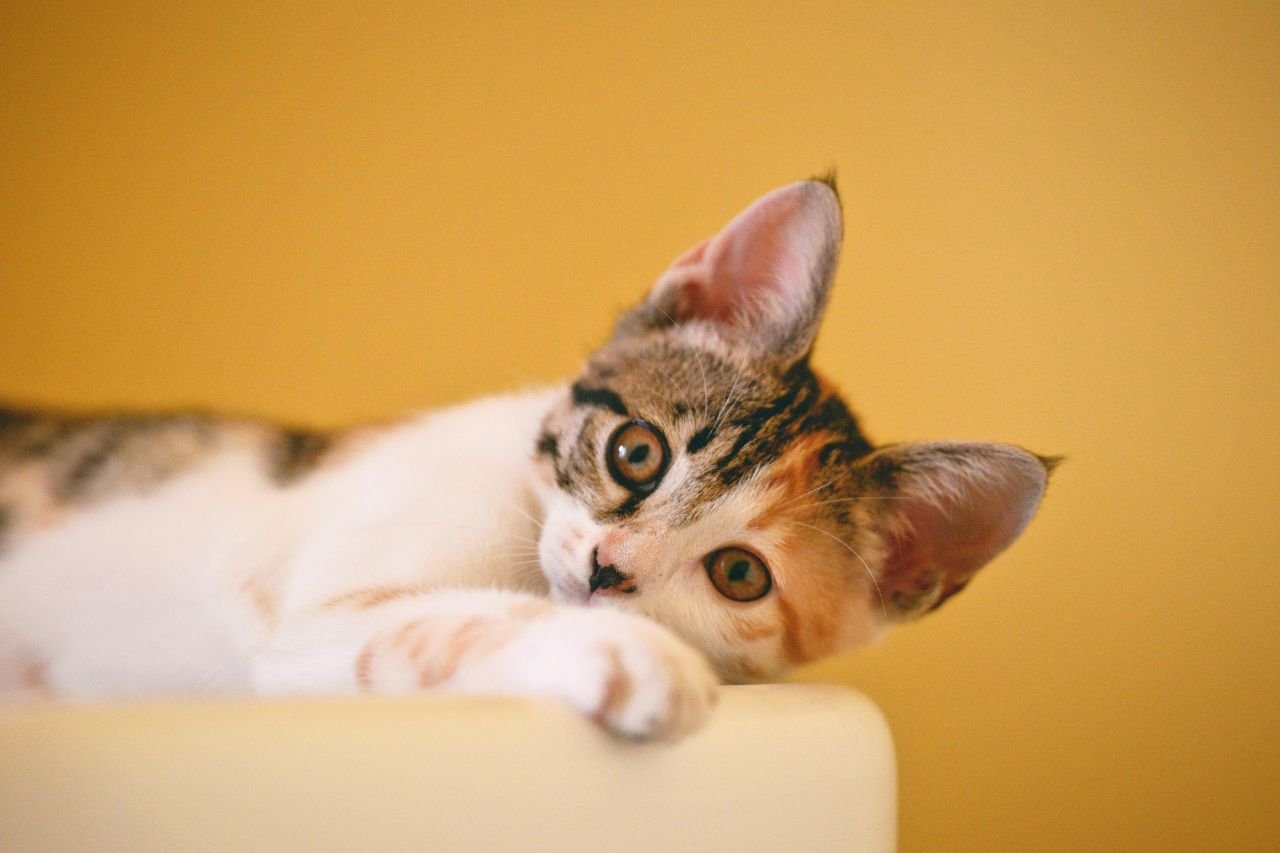 Publicité pour chat : offrez toutes les chances à votre félin de réussir son casting