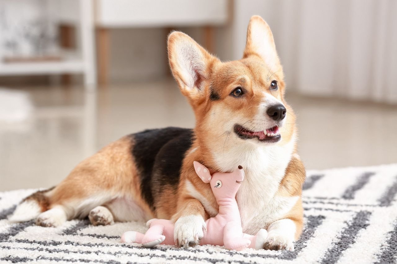 6 idées pour occuper votre chien les jours de pluie