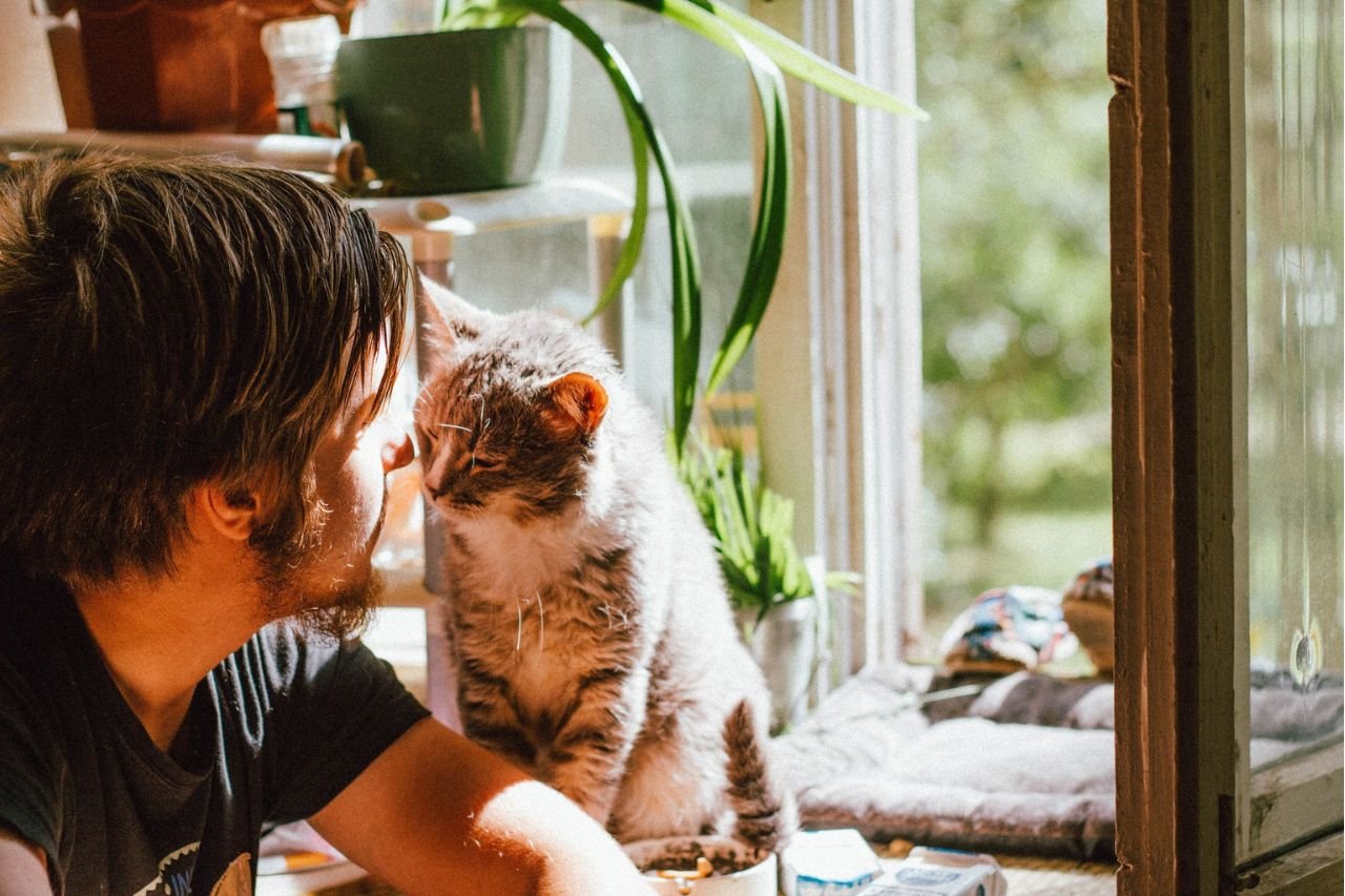 La Centrale du chat, une plateforme d’information et de solidarité incontournable pour tous les amoureux de la gent féline