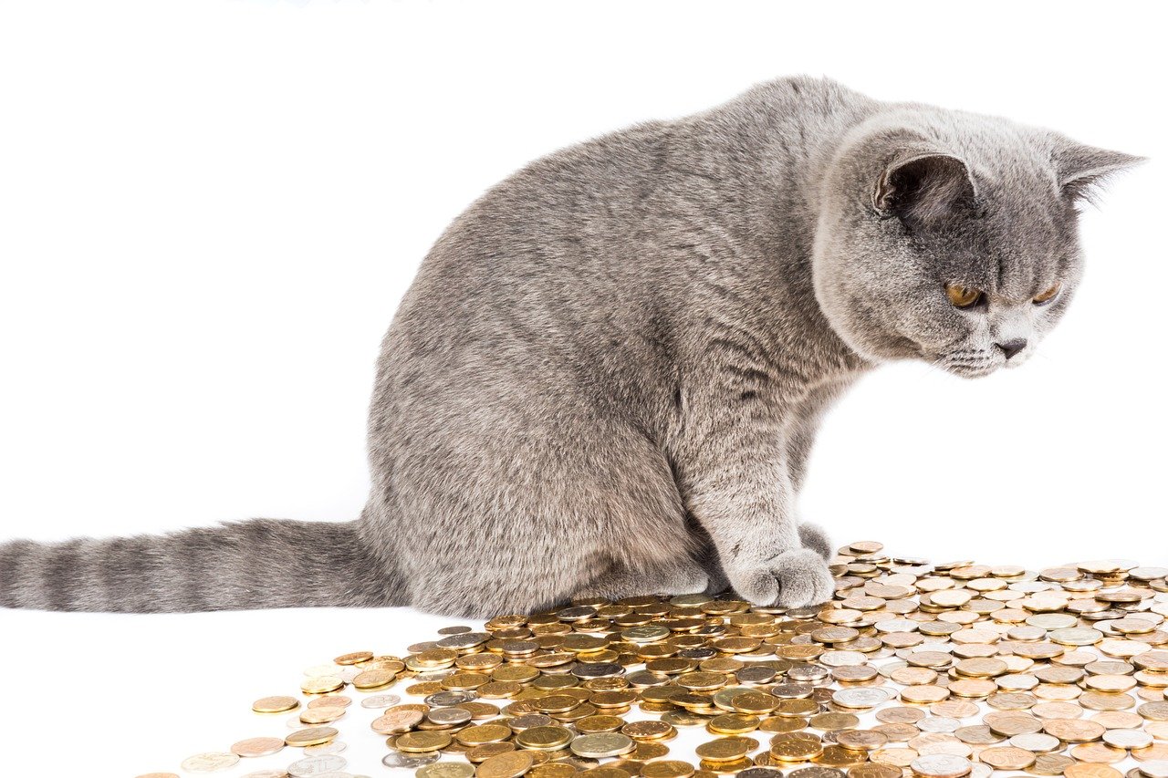 Faire des économies avec un animal de compagnie : découvrez nos bons plans !