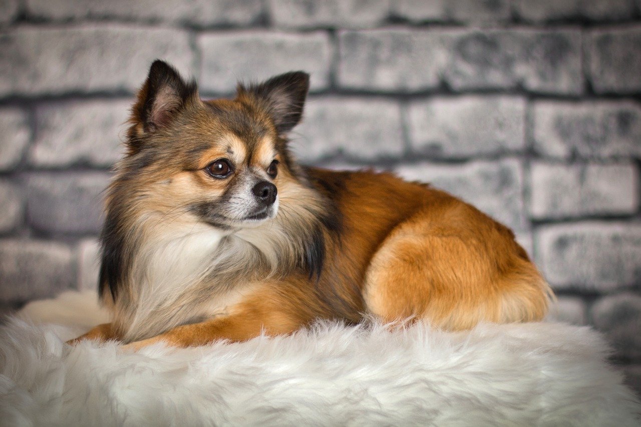 Prendre soin de la fourrure de son chien ou son chat : zoom sur les bons gestes à adopter