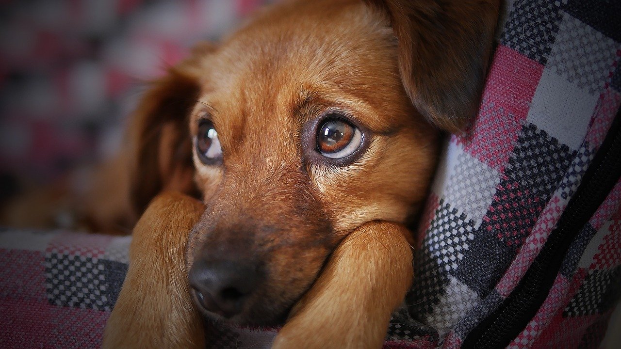 Le vol d’animaux de compagnie, un fléau en augmentation : nos conseils pour protéger votre petit compagnon