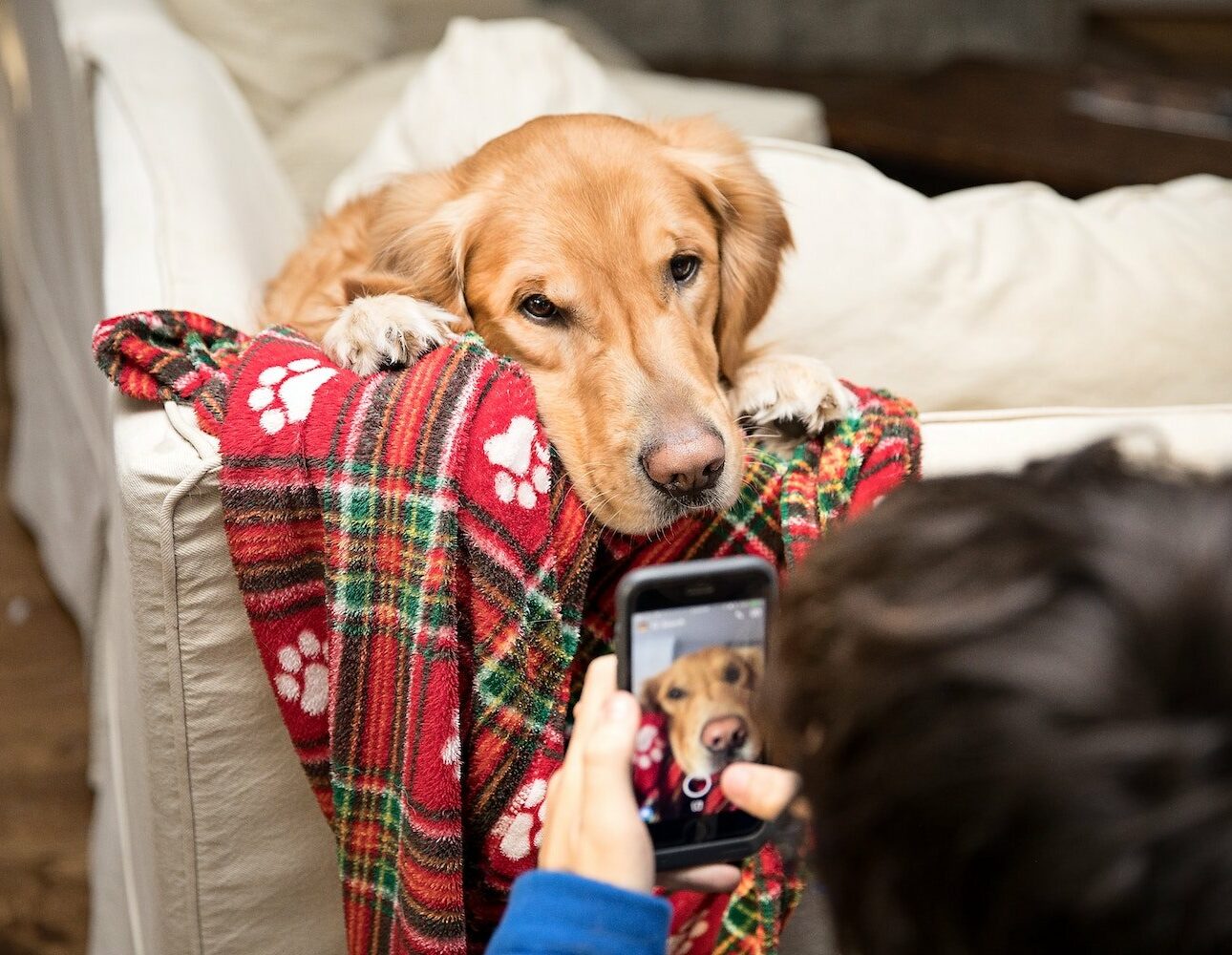 Pourquoi les influenceurs animaliers ont-ils autant de succès sur les réseaux sociaux ?