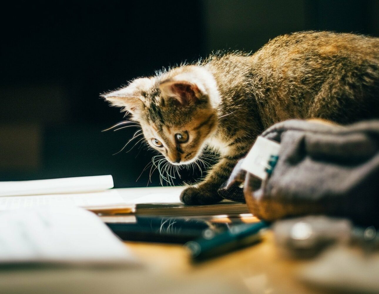 Nos conseils pour bien préparer la rentrée avec votre animal de compagnie