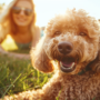 Agence influenceur animaux – YLG : experts en campagnes pet friendly
