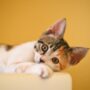 Comment mettre son chat / chien dans une pub ?