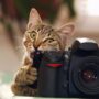 Comment faire pour que son chien/chat soit mannequin ?