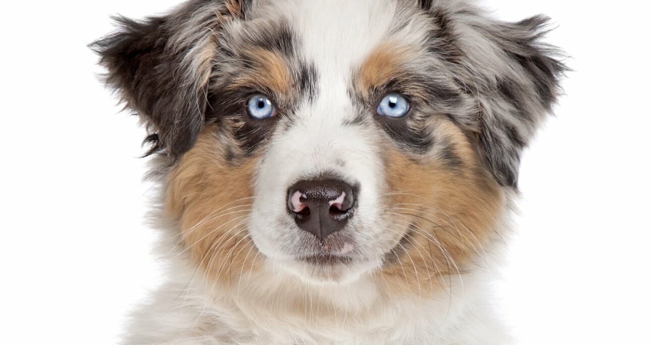 Casting chien : les races les plus demandées par les marques et productions