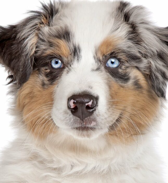 Casting chien : les races les plus demandées par les marques et productions