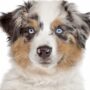 Casting chien : les races les plus demandées par les marques et productions