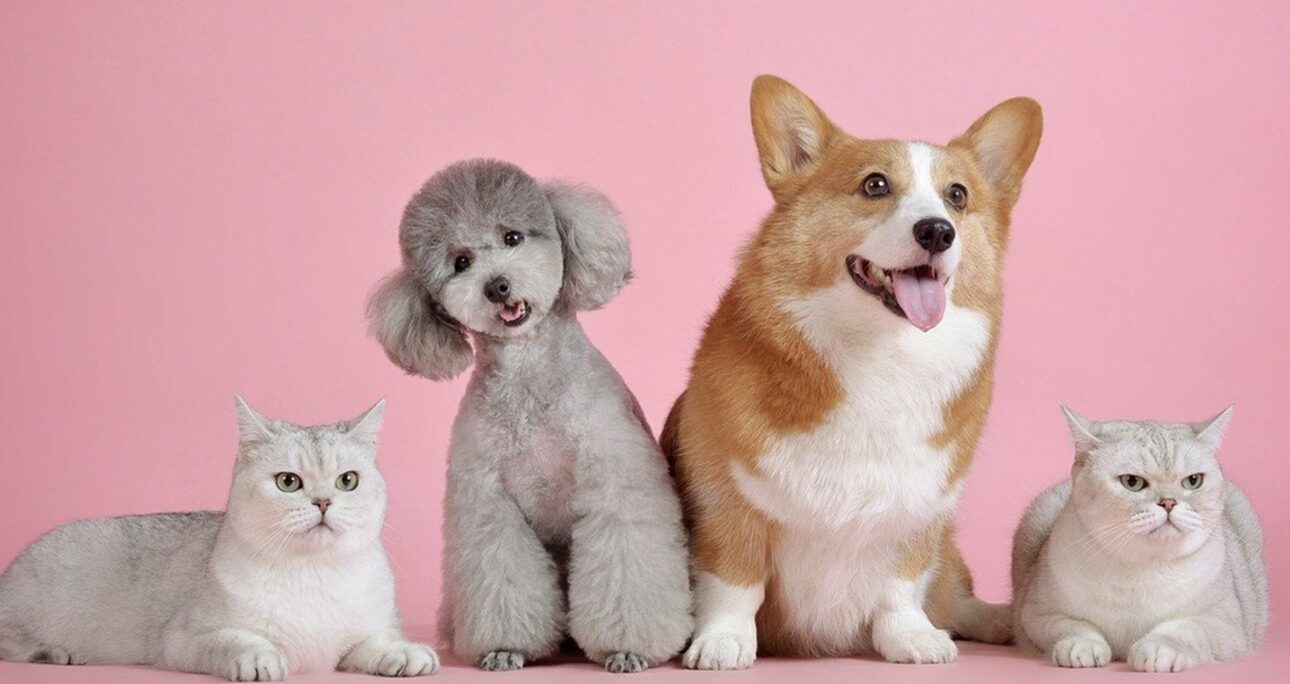 Quel est le salaire d’un chat/chien mannequin ?