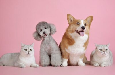 Quel est le salaire d’un chat/chien mannequin ?