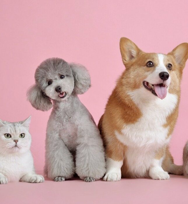 Quel est le salaire d’un chat/chien mannequin ?