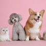 Quel est le salaire d’un chat/chien mannequin ?
