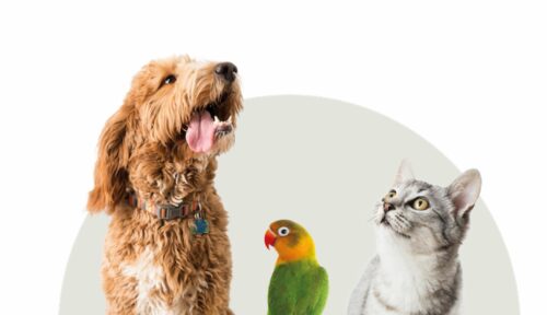 LA RÉVOLUTION DE LA «PET PARENTALITÉ» EN FRANCE