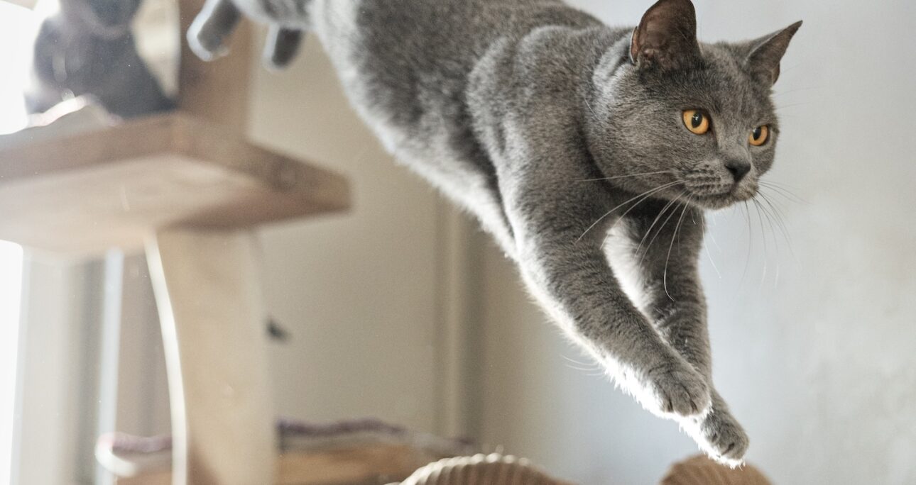 Comment inscrire son chien à un casting animalier ? Le guide complet