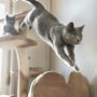 Comment inscrire son chien à un casting animalier ? Le guide complet