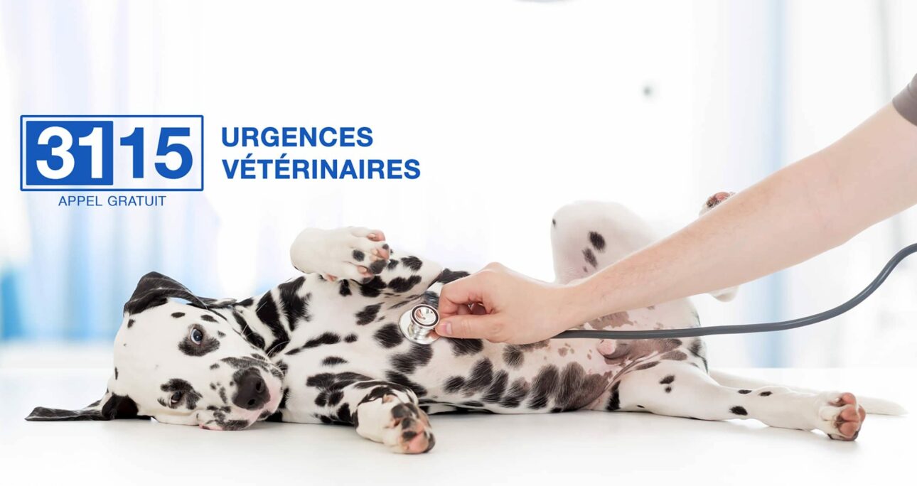 3115 ACCÉLÈRE SON MAILLAGE NATIONAL