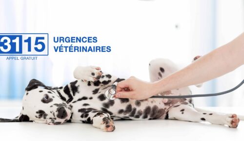 3115 ACCÉLÈRE SON MAILLAGE NATIONAL