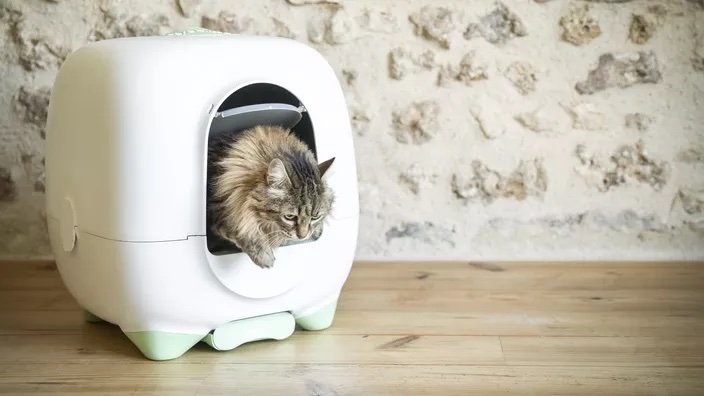 Pet Tech : Yoann Latouche commente les dernières innovations