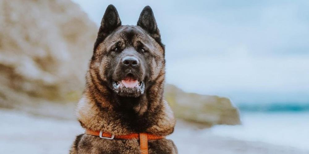 Malcolm, le chien influenceur bordelais récompensé à Cannes