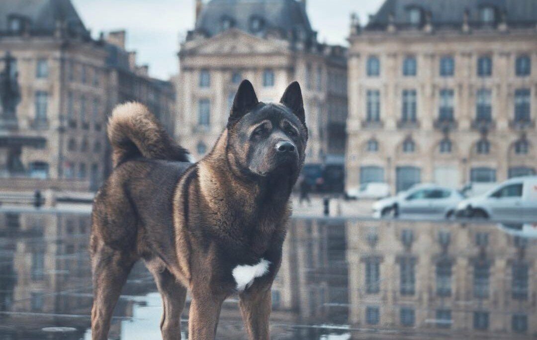 Un chien influenceur bordelais récompensé à Cannes