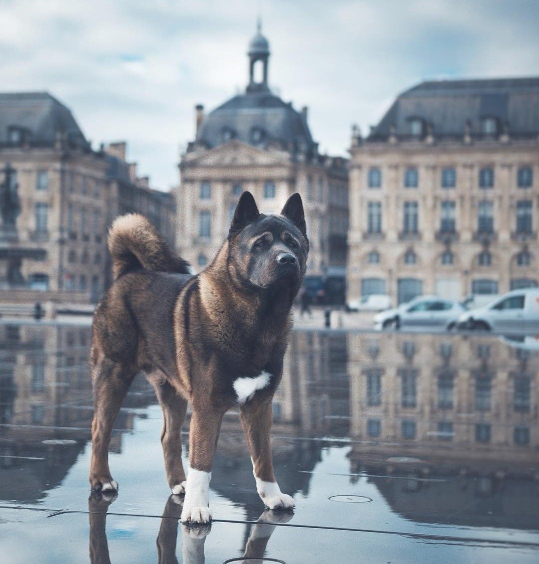 Un chien influenceur bordelais récompensé à Cannes