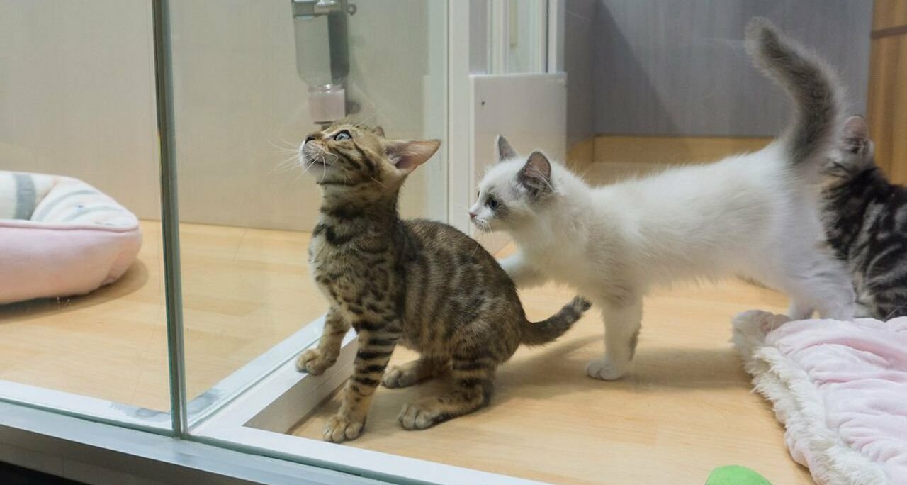 La grande forme du marché des animaux de compagnie aiguise les appétits