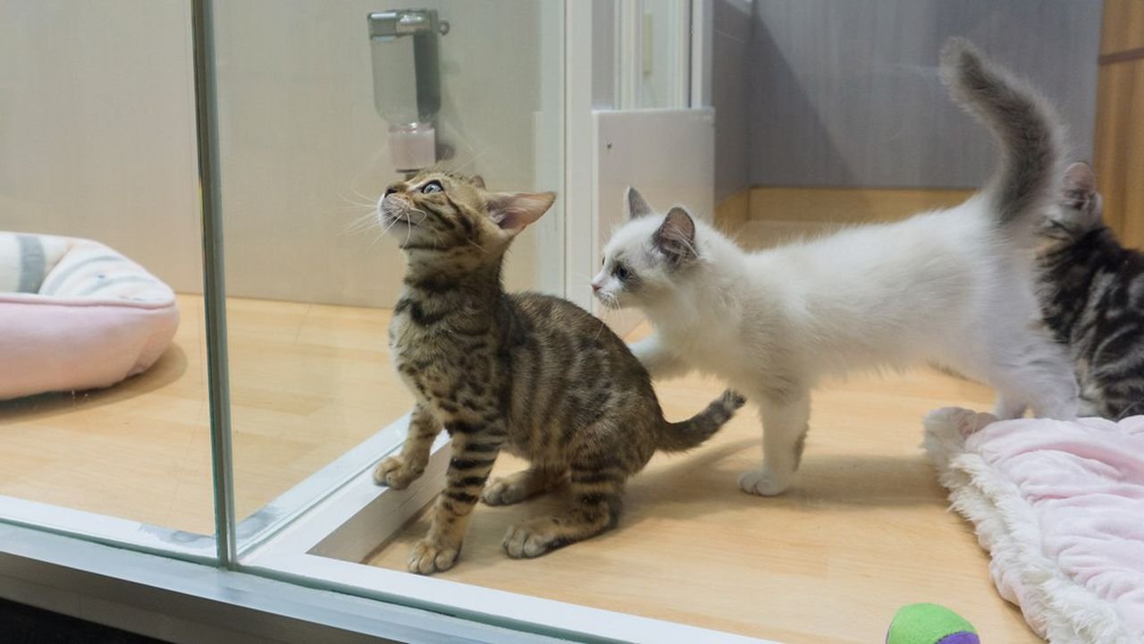 La grande forme du marché des animaux de compagnie aiguise les appétits