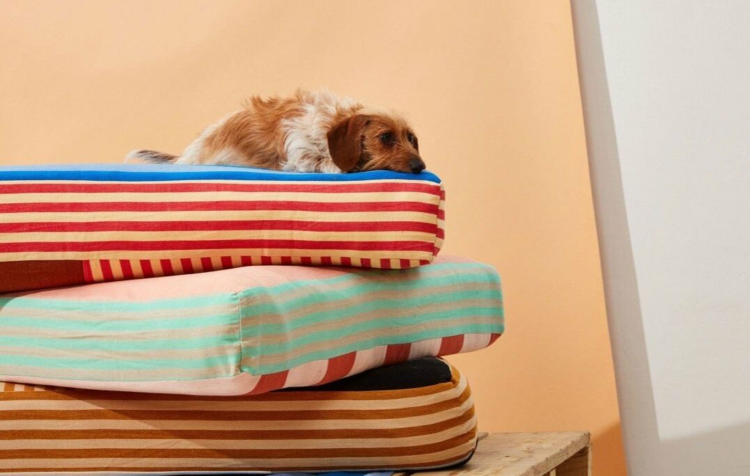 Mobilier pour animaux : le nouveau terrain de jeu des designers ?