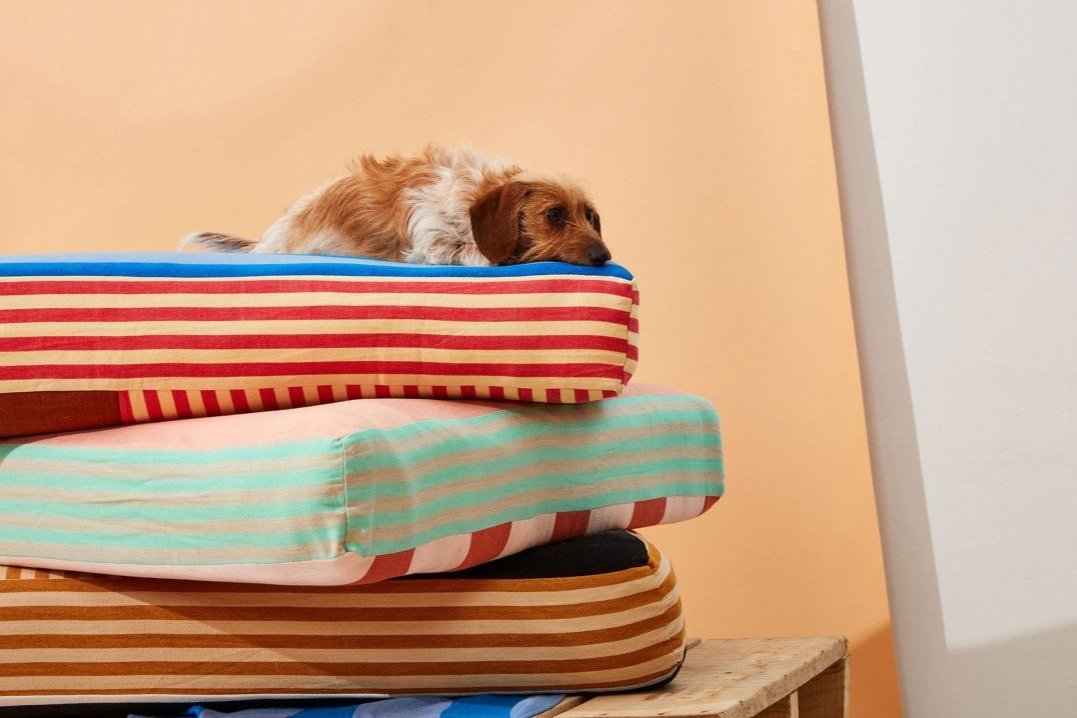 Mobilier pour animaux : le nouveau terrain de jeu des designers ?