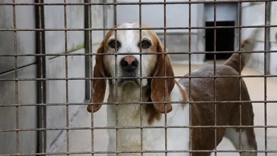A-t-on trop d’animaux de compagnie ?