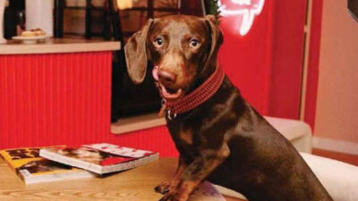 L’art de vivre à quatre pattes