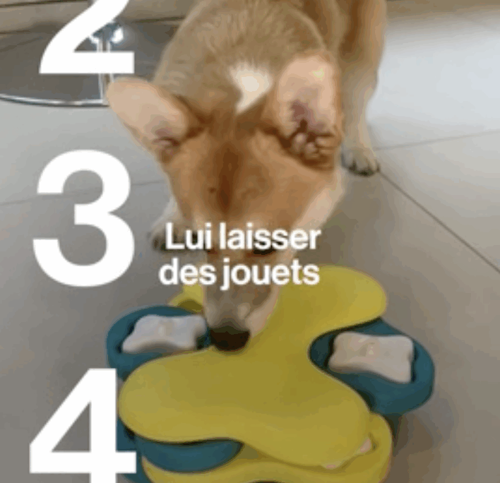 Six conseils pour que votre animal ne s’ennuie pas en votre absence