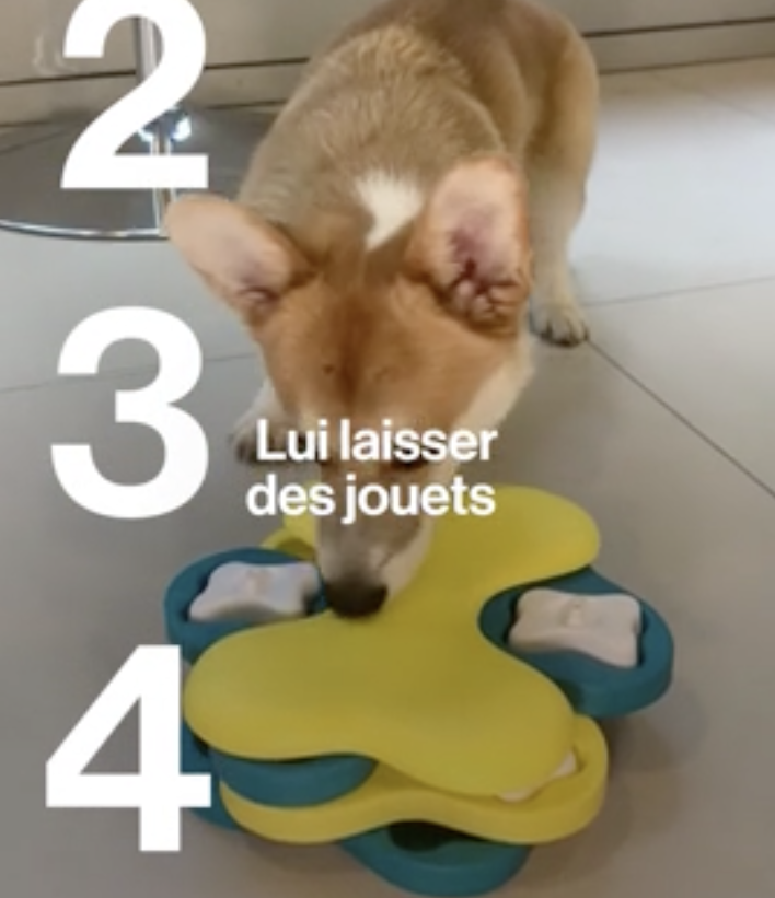 Six conseils pour que votre animal ne s’ennuie pas en votre absence